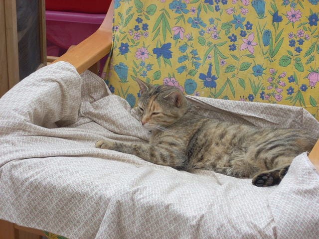 Mon chat va a des endroits ou elle n'a pas le droit