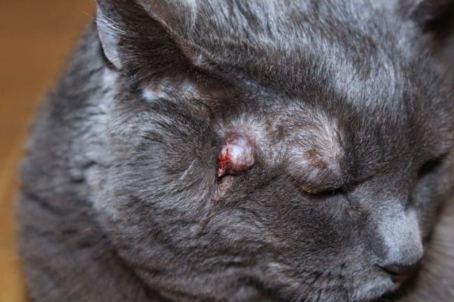 Chat : Boule près de l'oeil - maladie, conseil