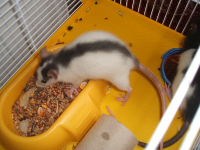 Mes nouvelles rates