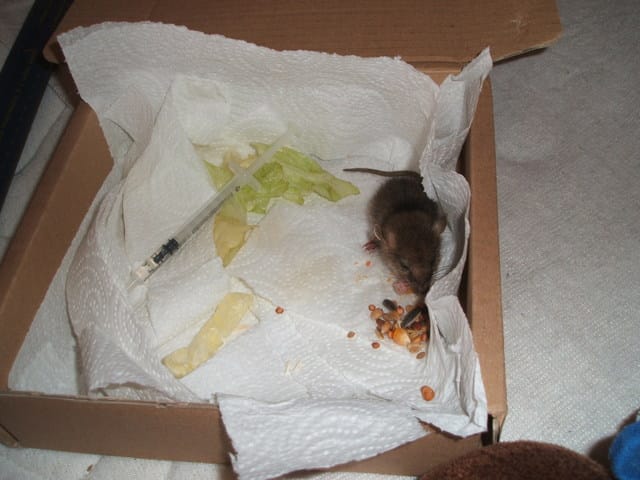 Souris sauvage trouvée