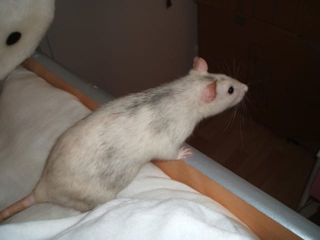 Encore des ratounes!