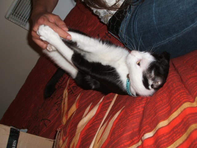 Oh Lucky! Mon premier chat