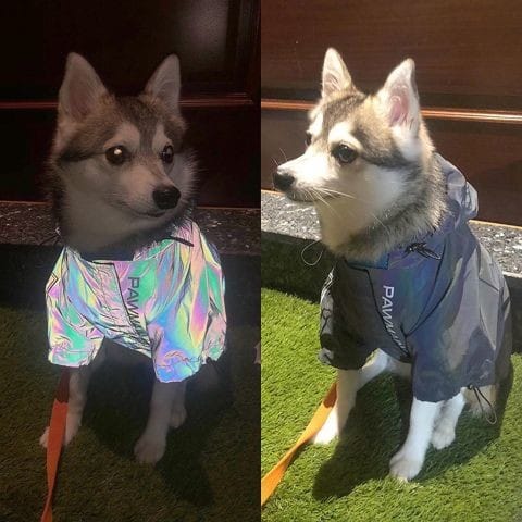 Veste pour chiens tendance toutes saisons