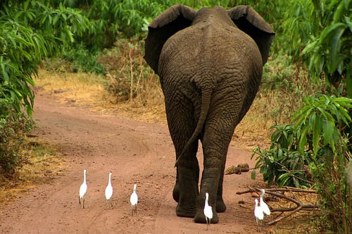 Les éléphants !♥