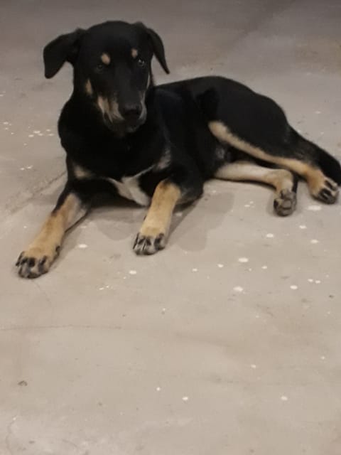 Je veux savoir la race de mon chien..