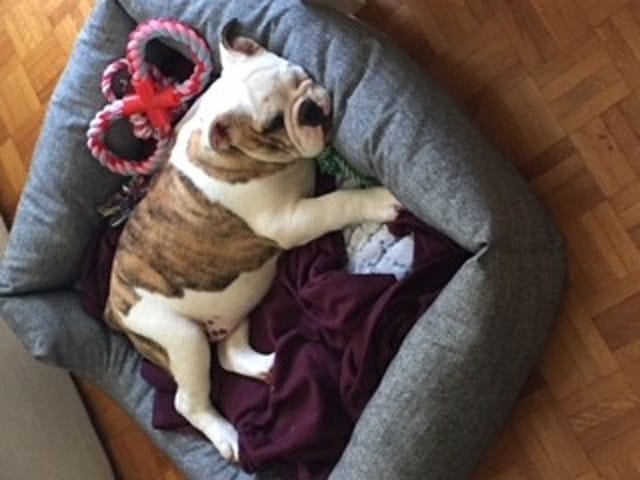 Recherche compagnon de balade 92