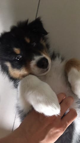 Décoloration de la truffe chiot 9 semaines
