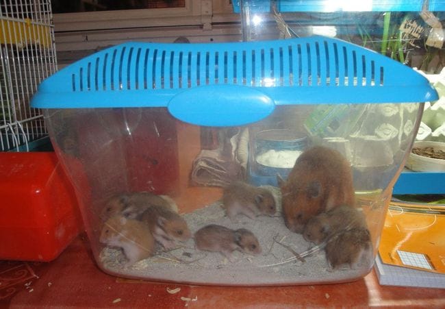 Donne bébés hamster