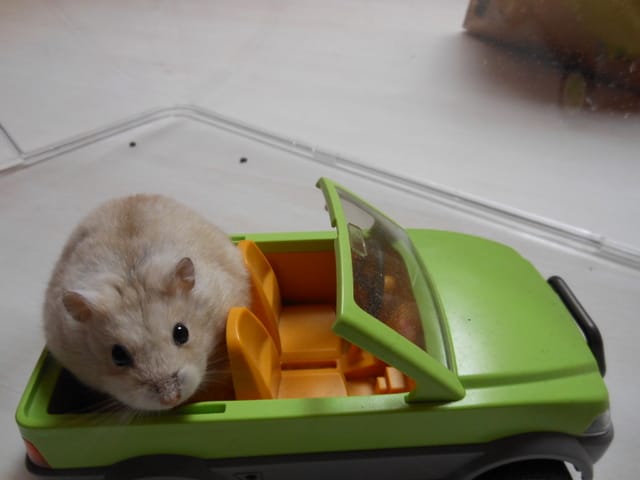 On fait un tour de voiture ?! 