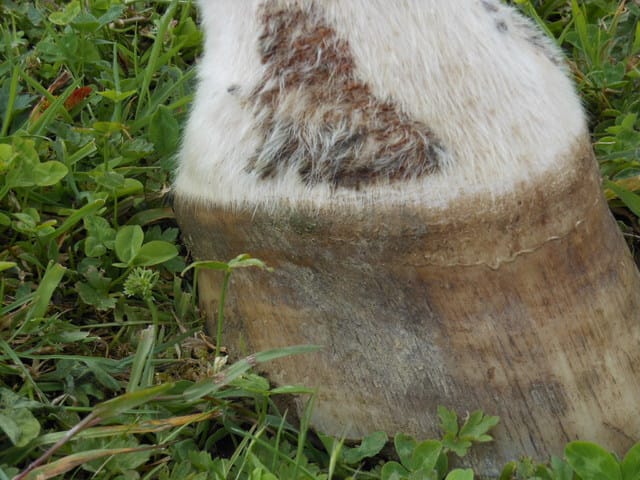 Un cheval qui est blesser, mais je ne sais pas sur ses grave donc AIDEZ MOI 