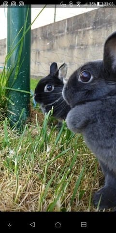 Que dois-je faire ? Vaccination lapines