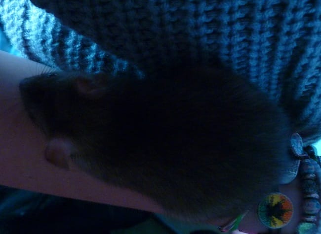 Es-que ma rate attend des petits