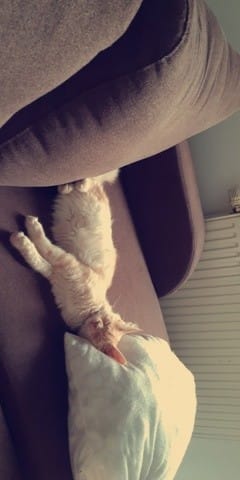 Mon chaton a-t-il un poids normale ?