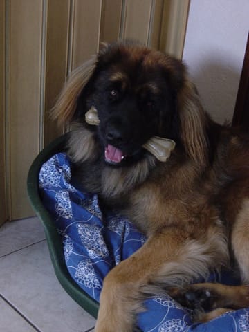 Décrivez le caractère de votre chien, chat ou autre.