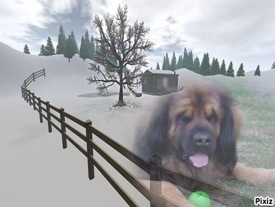 NEIGE et Gastro chez le chien