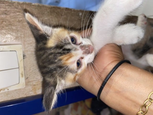 Mon chaton a une maladie