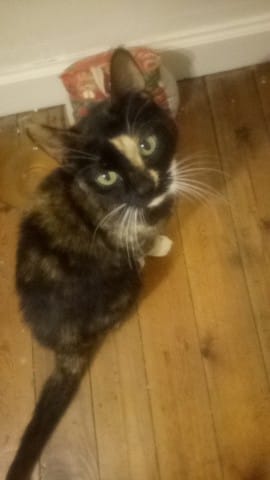Don chat (URGENT)