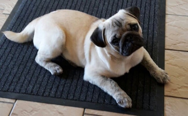 Pourquoi mon carlin fait il cela ?