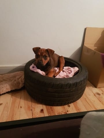 A quoi ressemble mon chien