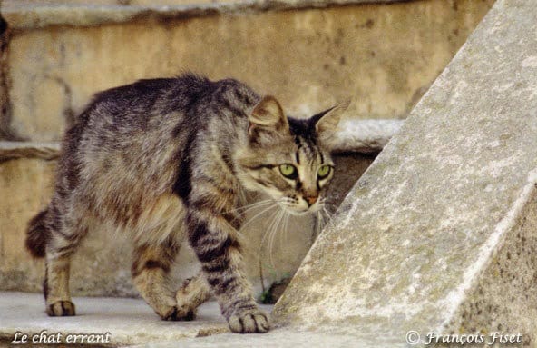 CHATS LIBRES DE GAILLAC (TARN)