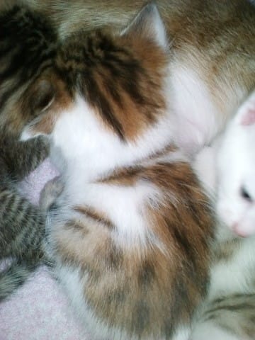 Sexe d'un chaton - tricolore ?