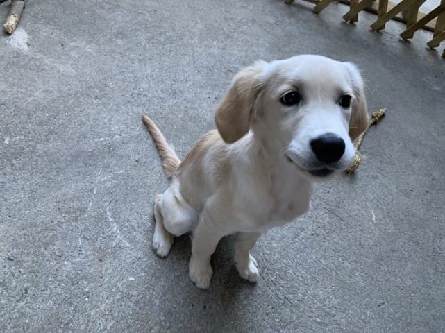 Problème Chienne trop maigre?