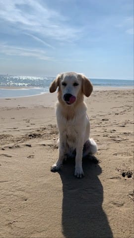 Destruction de panier