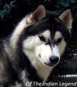 Appel aux dons pour jeune femelle Husky