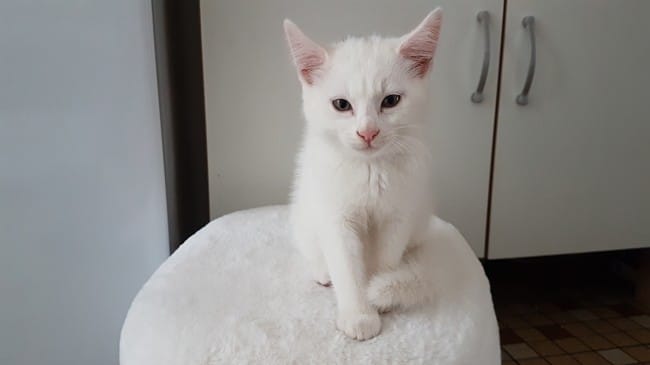 Comment seront les poils de mon chaton en grandissant svp