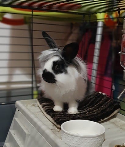 Quelle race de lapin svp ?