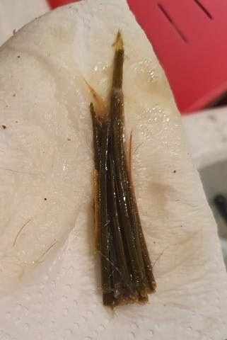 Mon chat a mangé les feuilles de ma plante et est mal depuis. Bouchon possible.