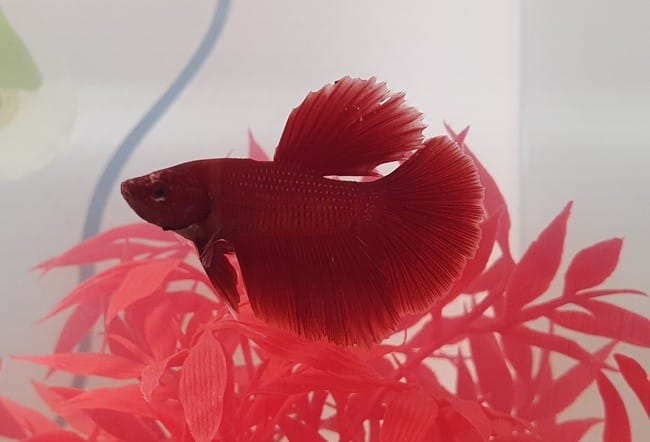 Quel race de combattant svp ?