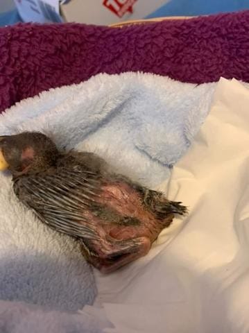 Oisillon patte cassés?