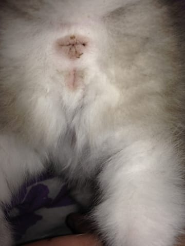 je ne sais pas si mon chaton est un male ou une femelle