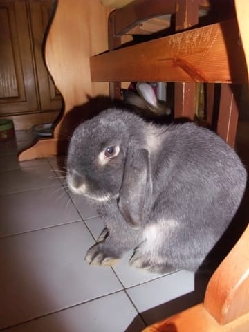 Mes poilus en liberté : présentation