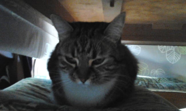 Voici Mitsy.
