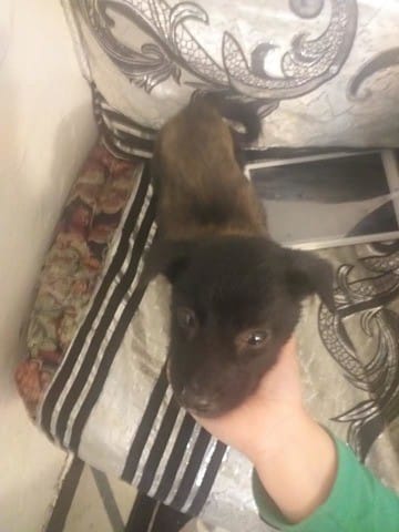 C est quoi comme chiot?