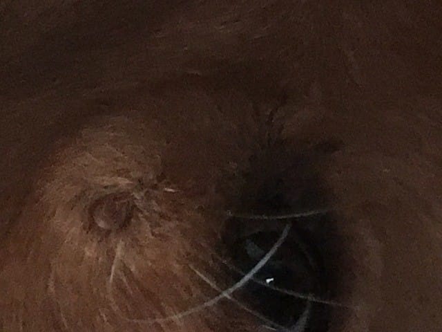 Bouton Chien