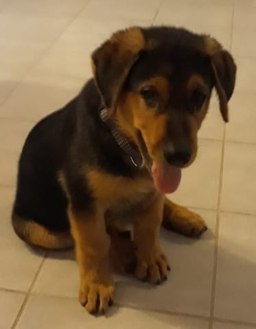 Quel poids adulte de notre chien
