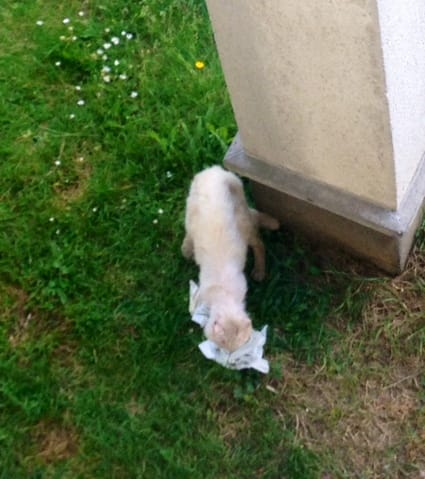 conseil et aide pour un chat blessé