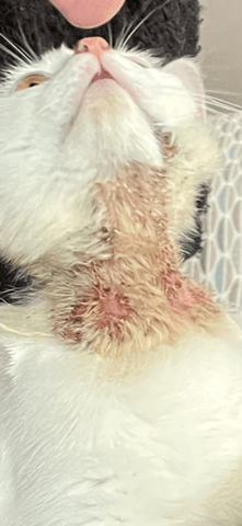 Avez-vous des solutions durables car mon chat souffre d'un prurit cervico facial ou dermatite ?