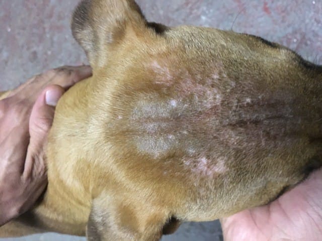 Plaques sur crâne du bull terrier
