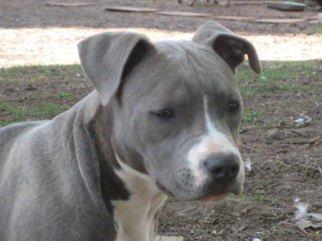 Chiens de catégories