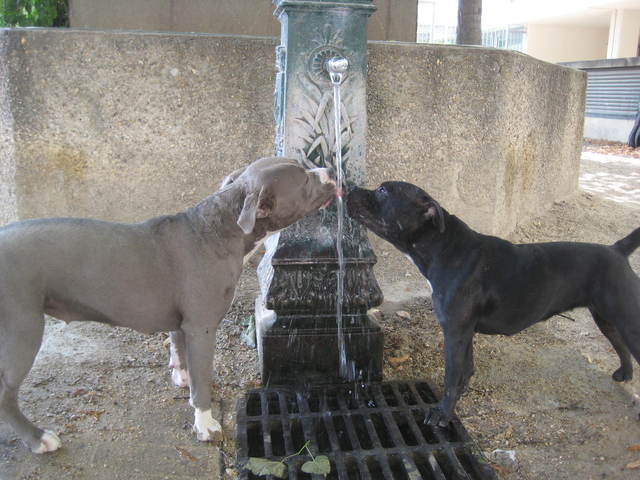 Quelques conseils pour aider son chien a avoir un beau poil