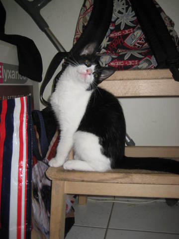 chaleurs chez la chatte!