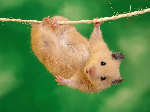 Pour les amoureux des hamsters