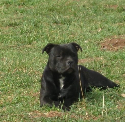 Chiens acheté à l'étranger!