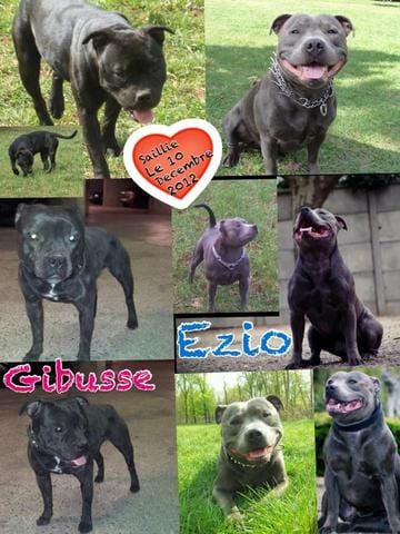 Gestation confirmée pour Gibusse!