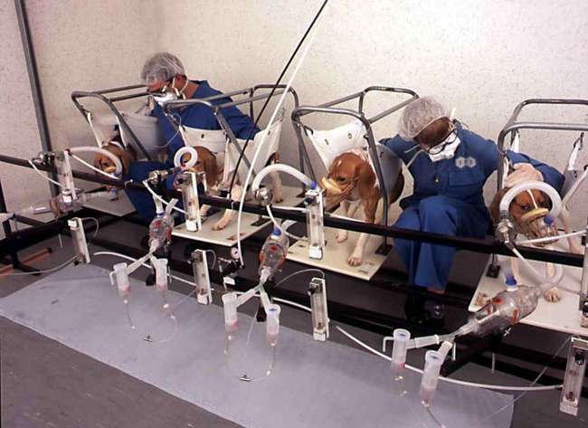 MANIFESTATION ANTI-VIVISECTION!