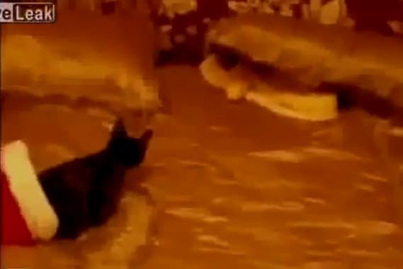 Chaton englouti par un serpent!!!